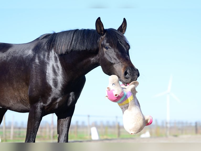 KWPN Wallach 3 Jahre 163 cm Schwarzbrauner in Oud Gastel