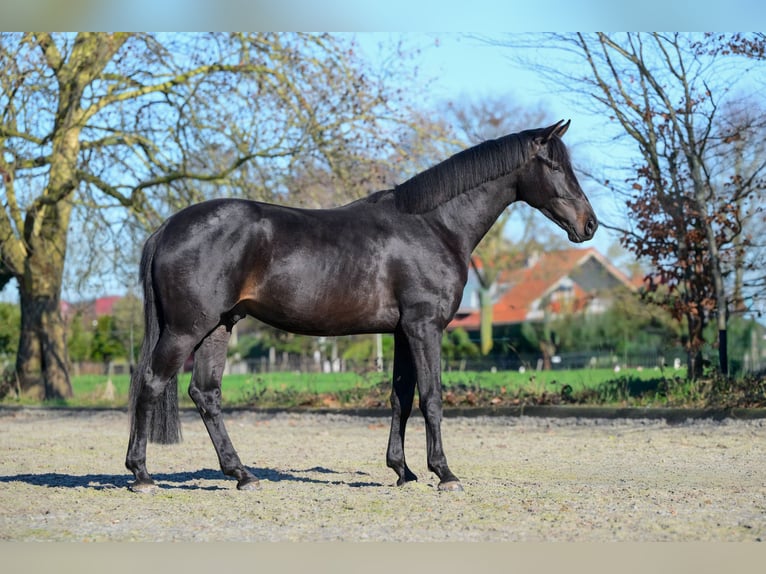 KWPN Wallach 3 Jahre 163 cm Schwarzbrauner in Oud Gastel