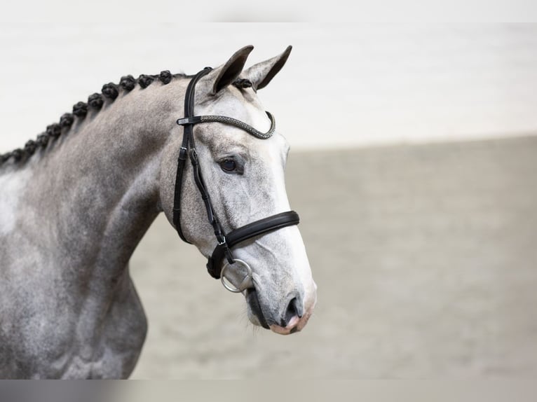 KWPN Wallach 3 Jahre 163 cm  in Heerde