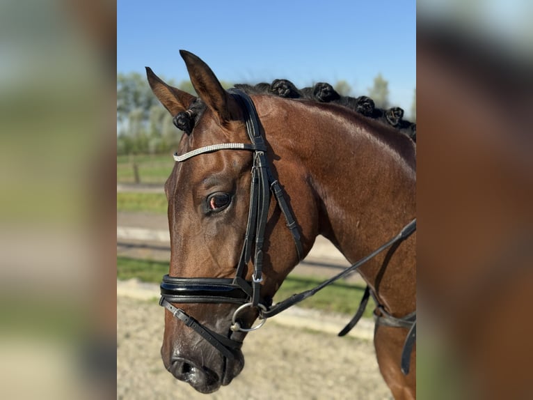 KWPN Wallach 3 Jahre 164 cm Brauner in Brakel