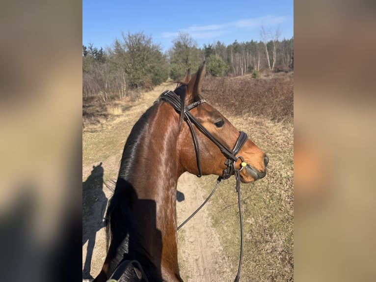 KWPN Wallach 3 Jahre 164 cm Brauner in Schaijk