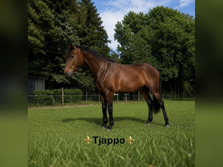 KWPN Wallach 3 Jahre 164 cm Brauner in Maasbree