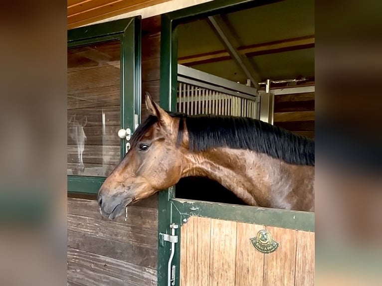 KWPN Wallach 3 Jahre 164 cm Dunkelbrauner in Hattingen