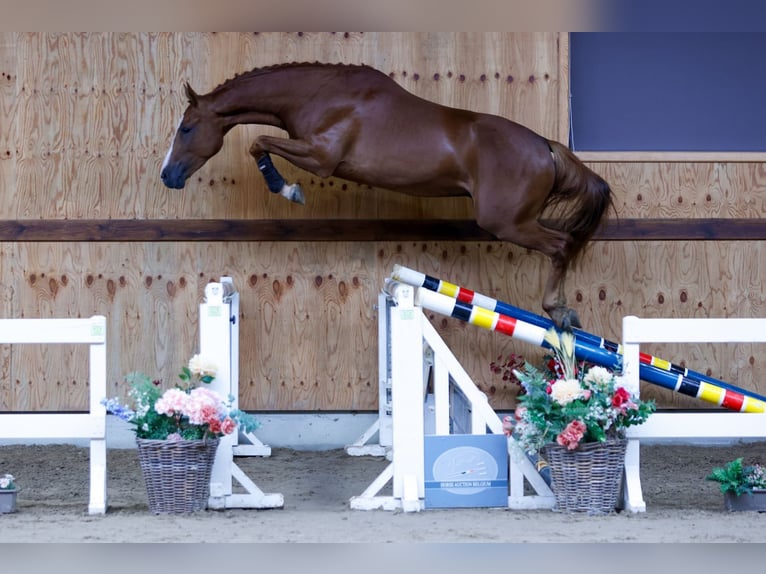 KWPN Wallach 3 Jahre 164 cm Fuchs in Kinrooi