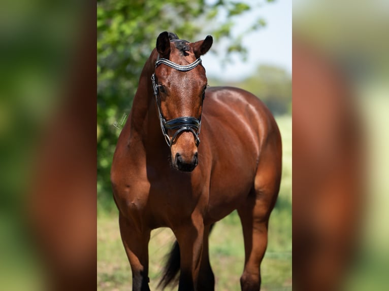 KWPN Wallach 3 Jahre 164 cm Hellbrauner in Peer