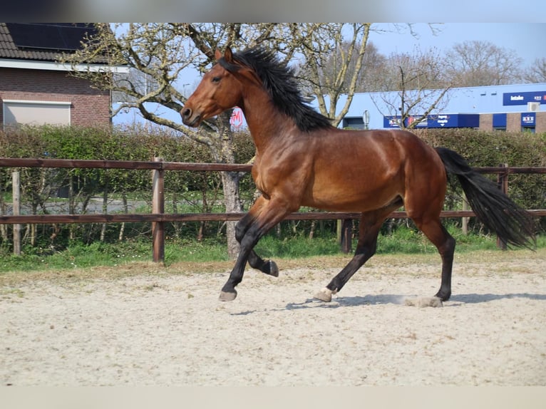 KWPN Wallach 3 Jahre 165 cm Brauner in Geldermalsen