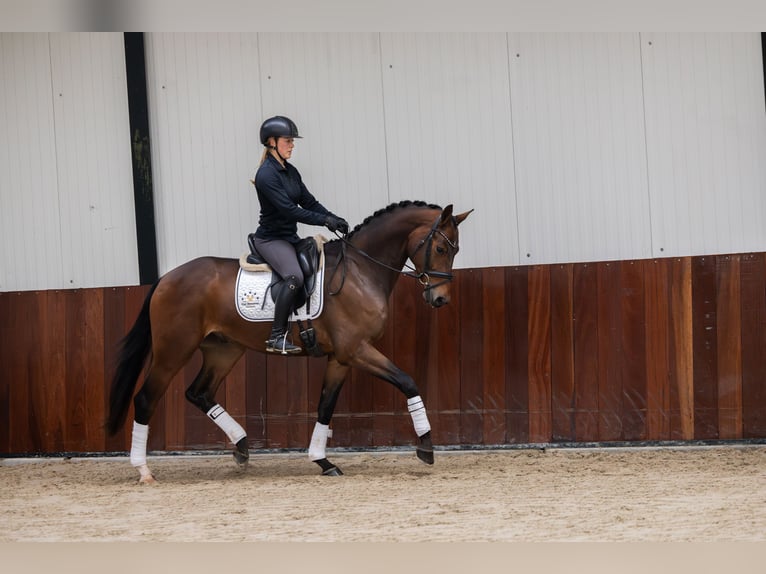 KWPN Wallach 3 Jahre 165 cm Brauner in Gieten
