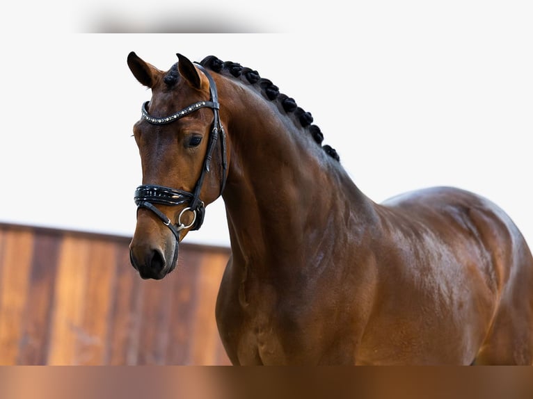 KWPN Wallach 3 Jahre 165 cm Brauner in Kwadijk
