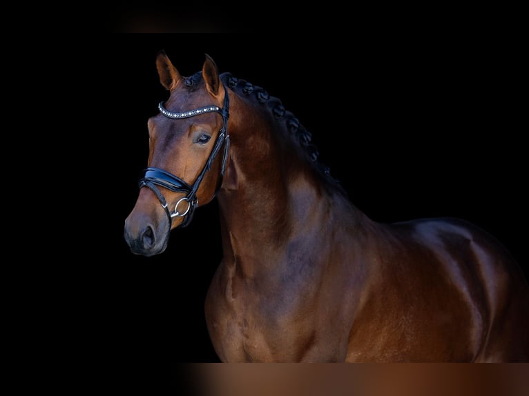 KWPN Wallach 3 Jahre 165 cm Brauner in Kwadijk