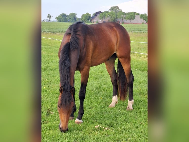 KWPN Wallach 3 Jahre 165 cm Brauner in Stedum
