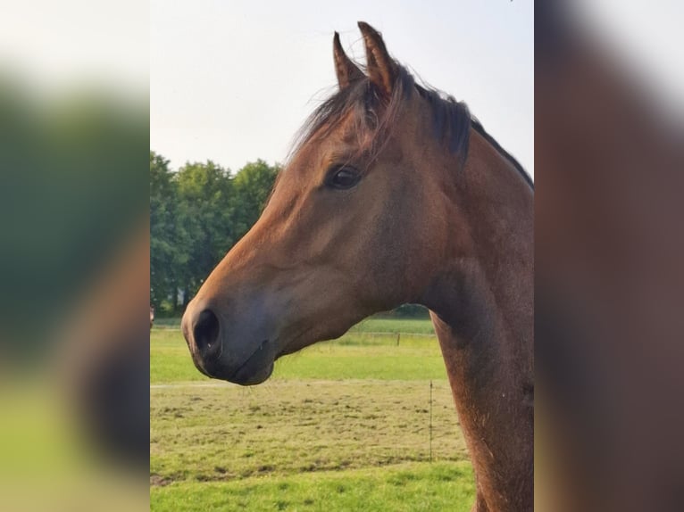 KWPN Wallach 3 Jahre 165 cm Brauner in Stedum