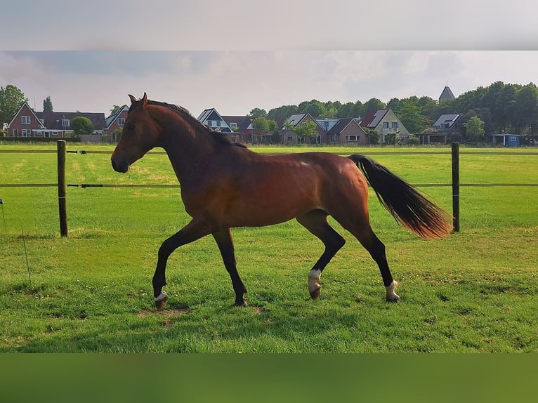KWPN Wallach 3 Jahre 165 cm Brauner in Stedum