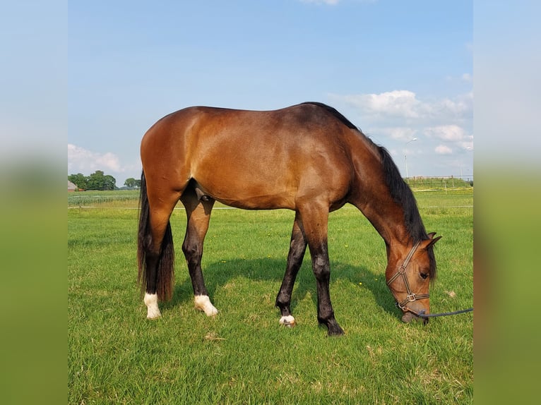 KWPN Wallach 3 Jahre 165 cm Brauner in Stedum