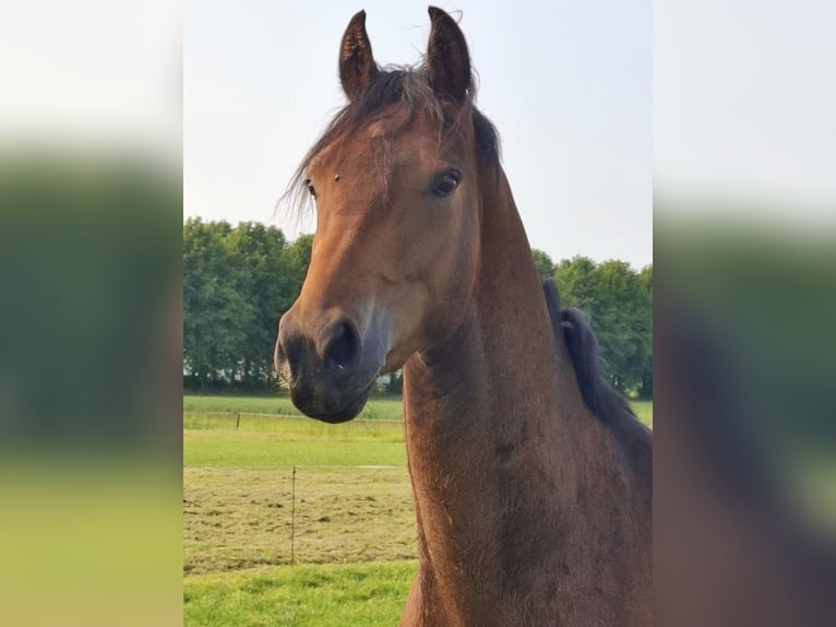 KWPN Wallach 3 Jahre 165 cm Brauner in Stedum
