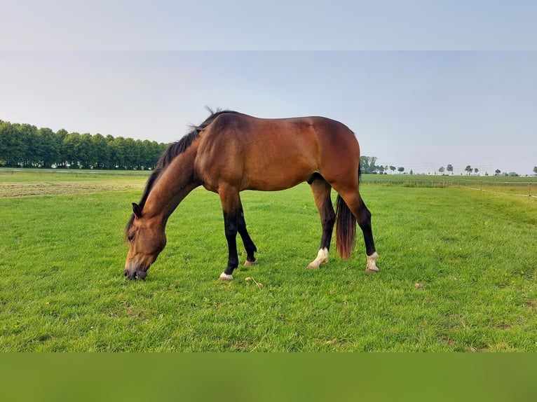 KWPN Wallach 3 Jahre 165 cm Brauner in Stedum