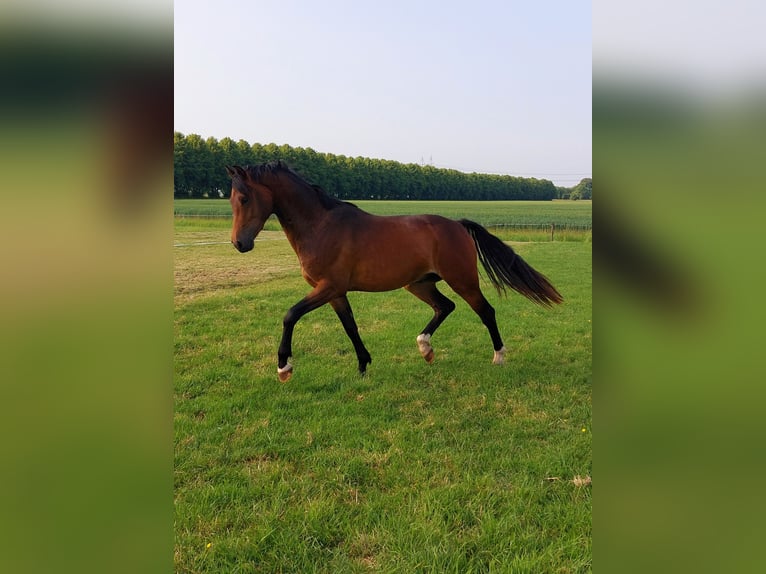 KWPN Wallach 3 Jahre 165 cm Brauner in Stedum