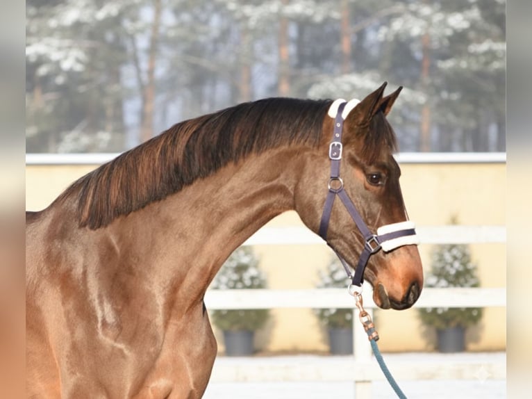 KWPN Wallach 3 Jahre 165 cm Brauner in Mor