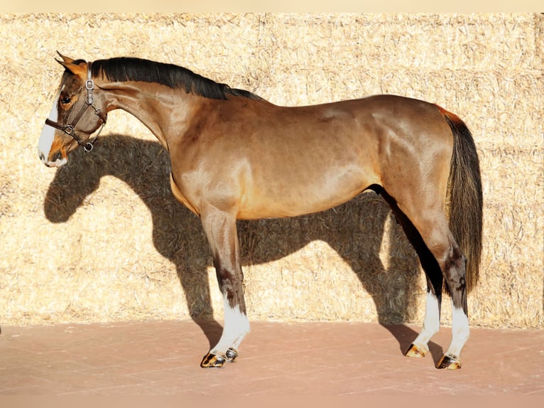 KWPN Wallach 3 Jahre 165 cm Brauner in Moergestel