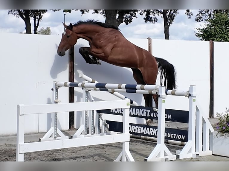 KWPN Wallach 3 Jahre 165 cm Brauner in Waddinxveen