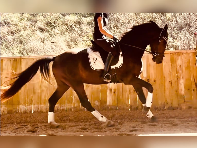 KWPN Wallach 3 Jahre 165 cm Dunkelbrauner in Alpes de Haute Provence
