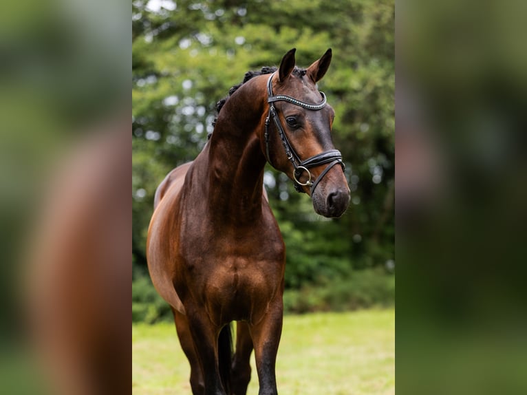 KWPN Wallach 3 Jahre 165 cm Dunkelbrauner in Krimpen aan den IJssel
