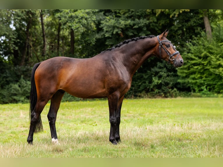 KWPN Wallach 3 Jahre 165 cm Dunkelbrauner in Krimpen aan den IJssel