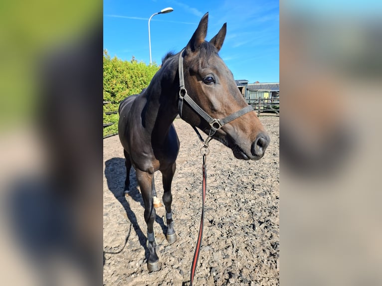 KWPN Wallach 3 Jahre 165 cm Dunkelbrauner in Dalfsen