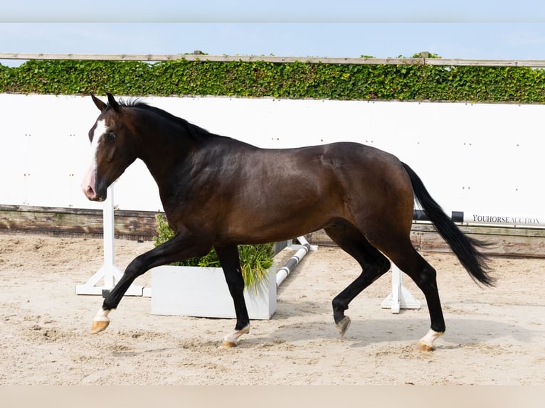 KWPN Wallach 3 Jahre 165 cm Dunkelbrauner in Waddinxveen