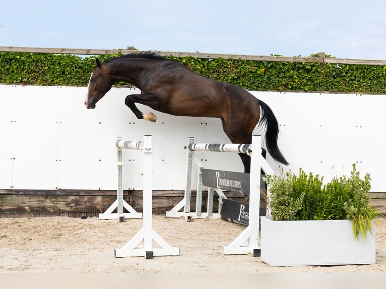 KWPN Wallach 3 Jahre 165 cm Dunkelbrauner in Waddinxveen