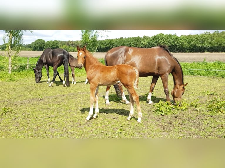 KWPN Wallach 3 Jahre 165 cm Dunkelfuchs in Asten