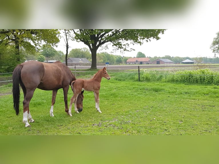 KWPN Wallach 3 Jahre 165 cm Dunkelfuchs in Asten