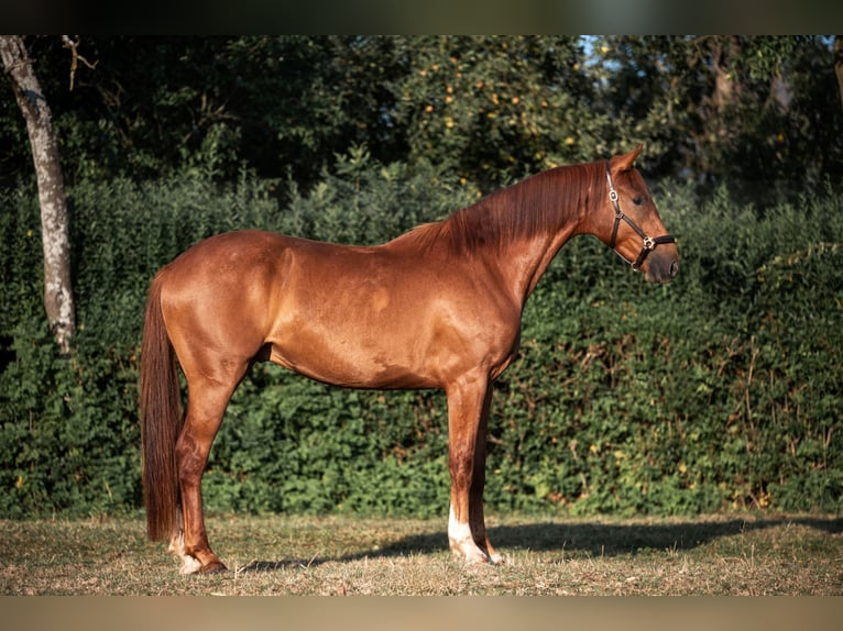 KWPN Wallach 3 Jahre 165 cm Hellbrauner in Pivka