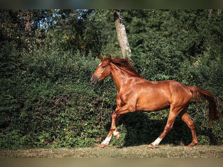 KWPN Wallach 3 Jahre 165 cm Hellbrauner in Pivka