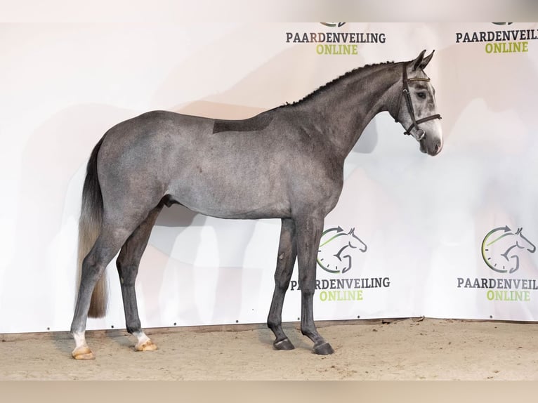 KWPN Wallach 3 Jahre 165 cm Schimmel in Heerde