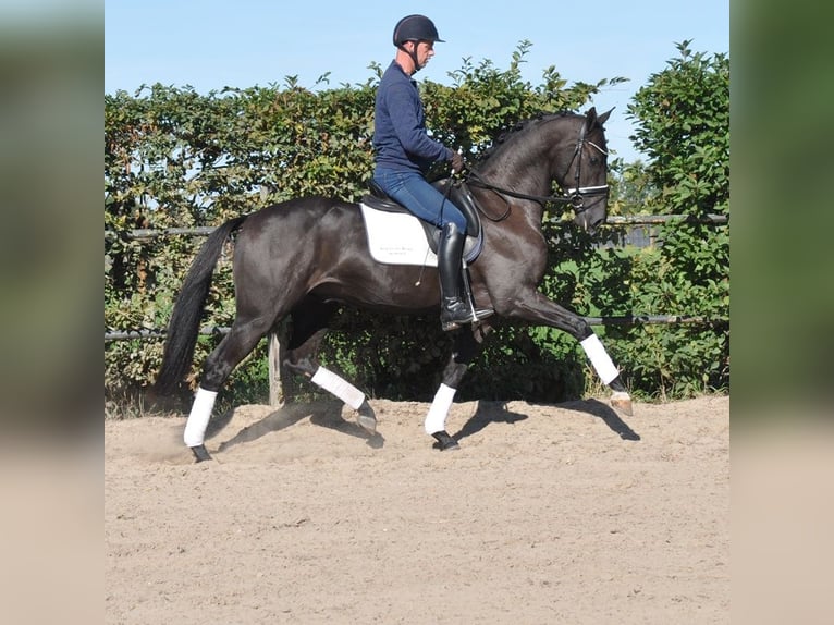 KWPN Wallach 3 Jahre 165 cm Schwarzbrauner in Prinsenbeek