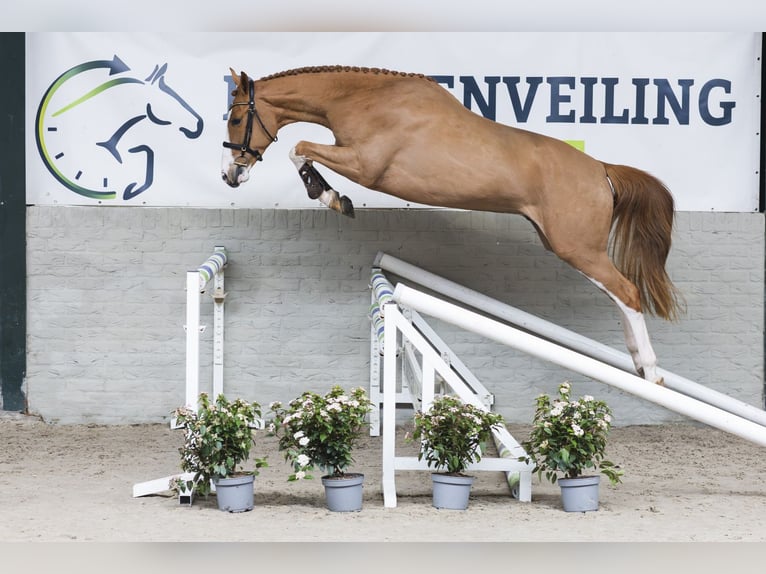 KWPN Wallach 3 Jahre 165 cm  in Heerde