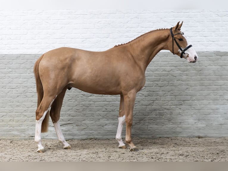 KWPN Wallach 3 Jahre 165 cm  in Heerde