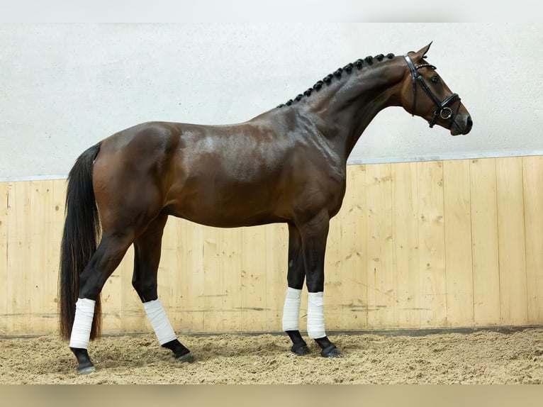 KWPN Wallach 3 Jahre 167 cm Brauner in Balen