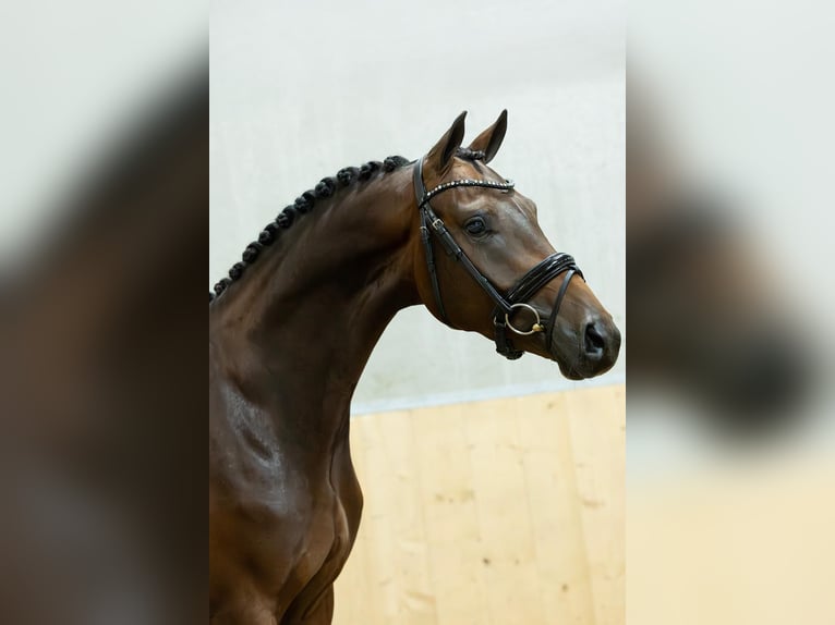 KWPN Wallach 3 Jahre 167 cm Brauner in Balen