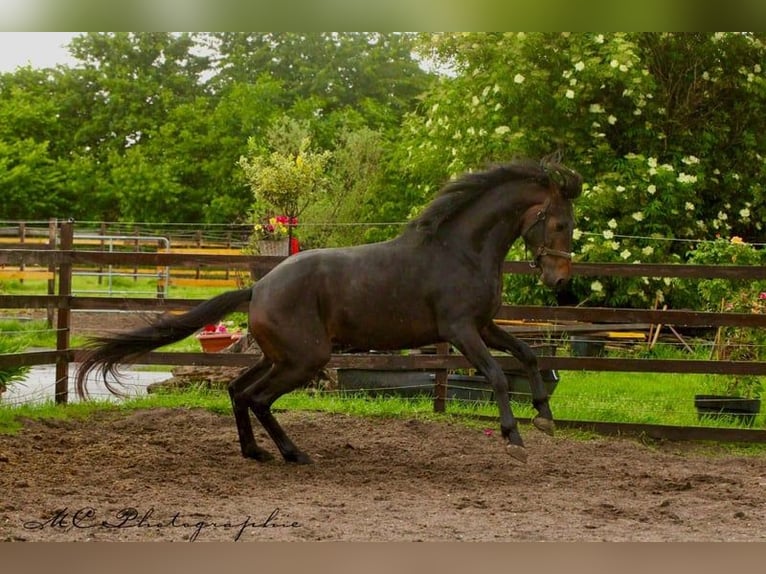 KWPN Wallach 3 Jahre 167 cm Brauner in Budapest
