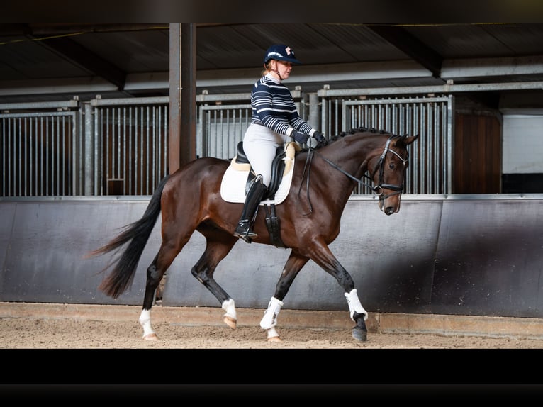 KWPN Wallach 3 Jahre 167 cm Brauner in Helenaveen
