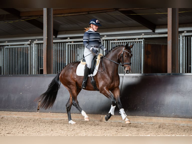 KWPN Wallach 3 Jahre 167 cm Brauner in Helenaveen