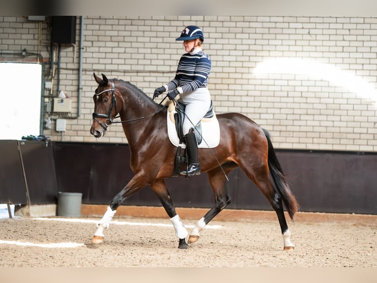 KWPN Wallach 3 Jahre 167 cm Brauner in Helenaveen