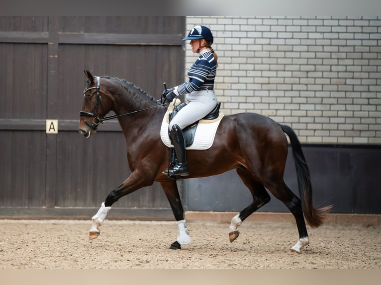 KWPN Wallach 3 Jahre 167 cm Brauner in Helenaveen