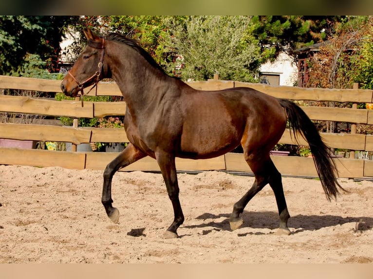 KWPN Wallach 3 Jahre 167 cm Brauner in Polenz KWPN Wallach 3 Jahre 167 cm Brauner in Polenz