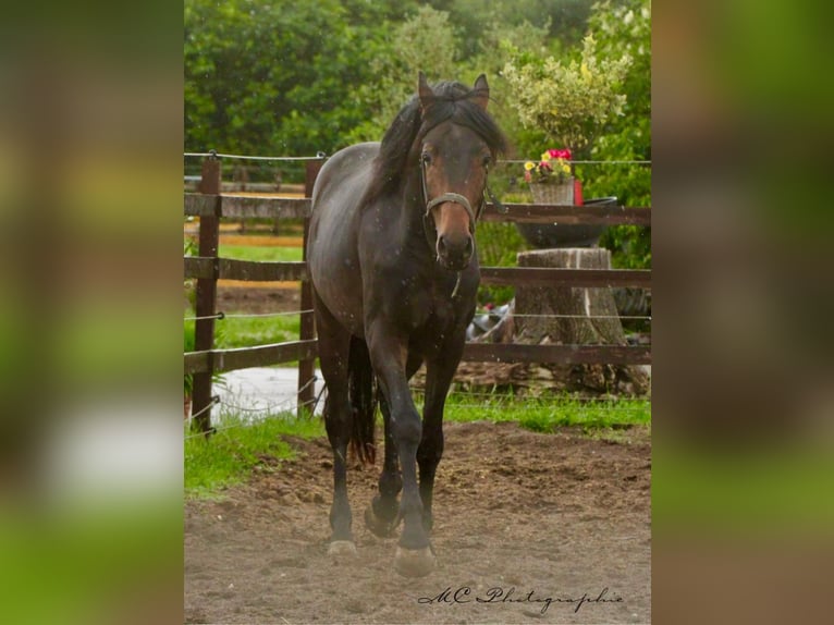 KWPN Wallach 3 Jahre 167 cm Brauner in Polenz