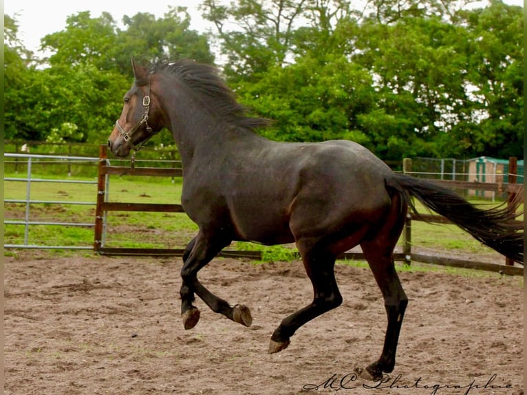 KWPN Wallach 3 Jahre 167 cm Brauner in Polenz