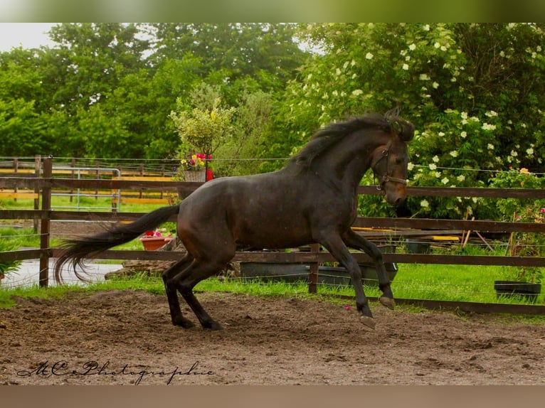 KWPN Wallach 3 Jahre 167 cm Brauner in Polenz