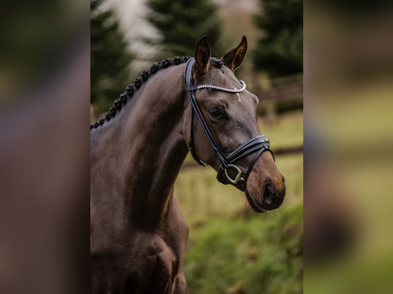 KWPN Wallach 3 Jahre 167 cm Dunkelbrauner in Schüttorf