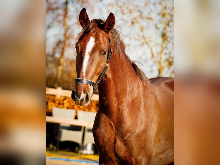 KWPN Wallach 3 Jahre 167 cm Dunkelfuchs in Apeldoorn